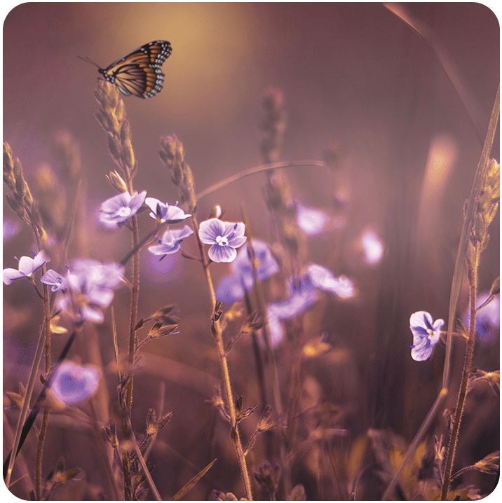 audio-recording-header About pure meditition